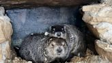 Surprise! Punxsutawney Phil is a new dad after wife Phyliss has 2 baby groundhogs