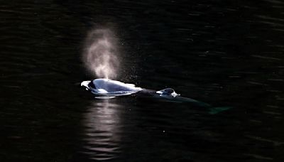 Trapped baby orca dodges rescues, swims to freedom on her own