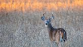 Russ Mason: Recent report is good news, but falls short on ‘proof’ that CWD can’t infect humans - Outdoor News