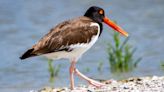 Birds Keep Attacking Lifesaving Drones at New York Beaches