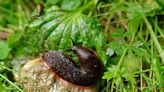 Gardeners warned to avoid fridge staple slug and snail trick as it 'makes problem worse'