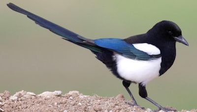 Should magpies be Edmonton's bird? Here's how to cast your vote