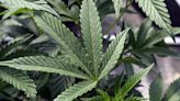 Justice Department moves to reclassify marijuana