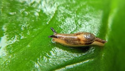 5 Natural Ways to Get Rid of Slugs from Your Garden