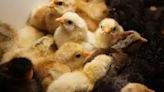 Pollos genéticamente modificados resisten al virus de la gripe aviar