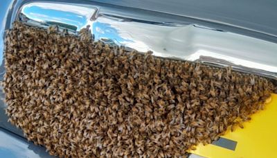 Un-bee-lievable: Woman surprised to find swarm of 'over 25,000' bees on car | ITV News