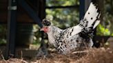 CDC: Salmonella Outbreaks Linked to Backyard Poultry