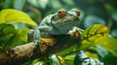 Un hongo está matando a las ranas. Saunas caseras podrían salvarlas, dicen los científicos