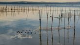 El Gobierno apoya al Ayuntamiento de València para lograr que la Unesco declare la Albufera como Reserva de la Biosfera