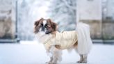 Best Jackets for Your Pets To Wear To A Cold Destination