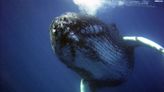 Diver swallowed by a humpback whale lives to tell the tale