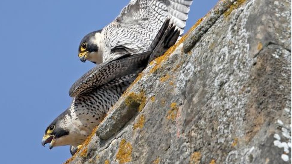 Romsey Abbey's first nesting peregrine pair produce eggs