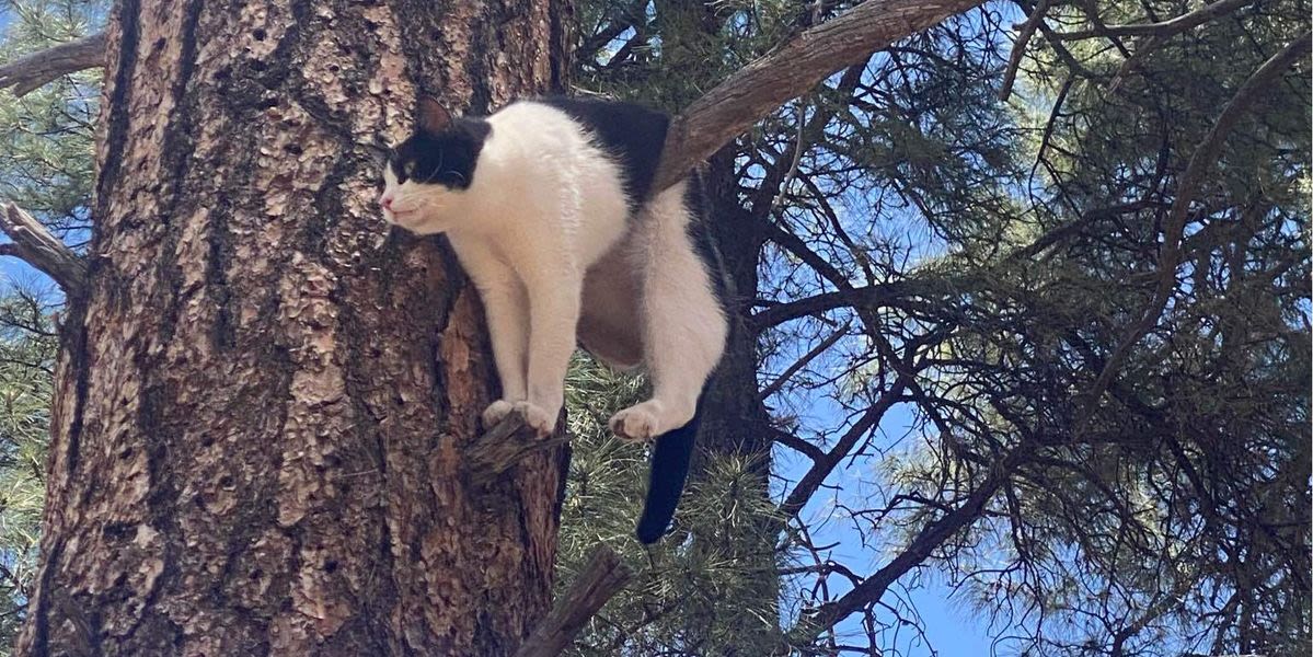 Cat Rescued From Perilous Position At Grand Canyon National Park