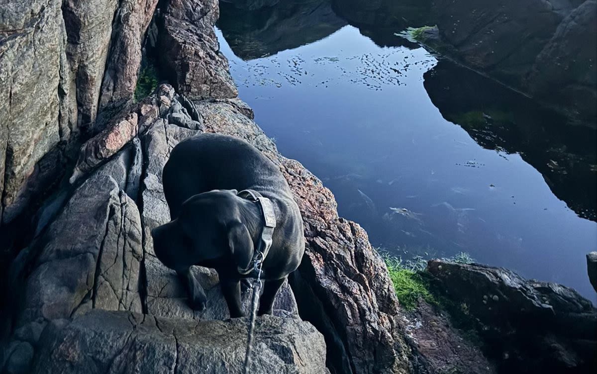 Dog rescued from cliff ledge having been stuck for more than a week