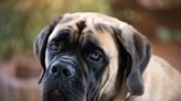 Mastiff's Sad Reaction to Bestie Going Back to College Is So Pitiful