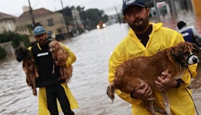 Los socorristas luchan por salvar a cientos de animales atrapados por las inundaciones en el sur de Brasil
