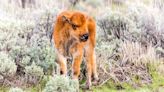 A Yellowstone Visitor Tried to Help a Baby Bison—and Caused Its Death Instead