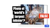 Image of 'world's largest lobster' contains signs of AI