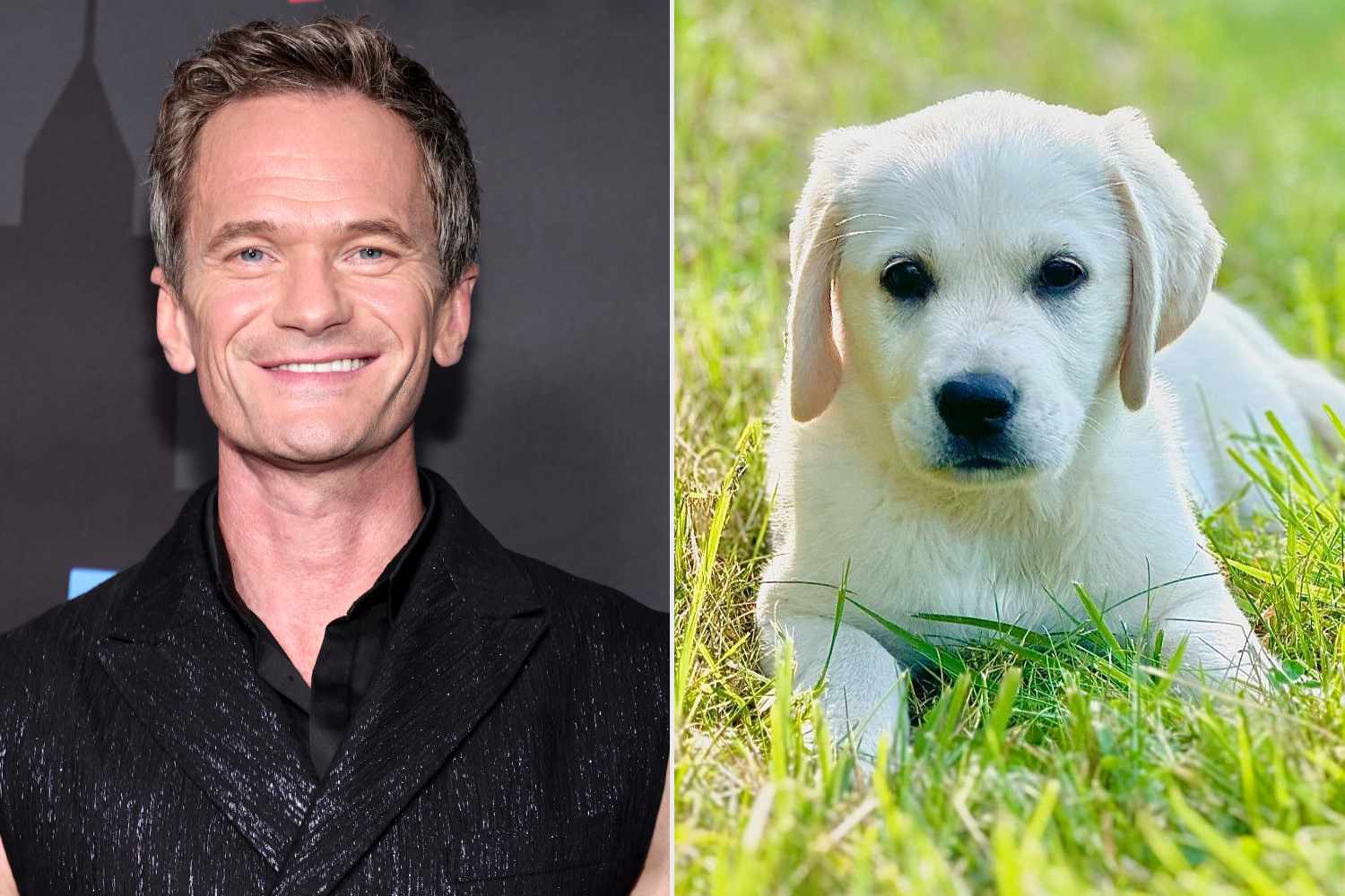 Neil Patrick Harris Introduces Bianca the Puppy as 'the Newest Member of Our Family'