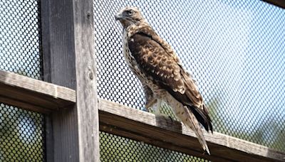 What happened to hawk pushed from SLO County eagle nest? ‘It took off and it hasn’t been back’