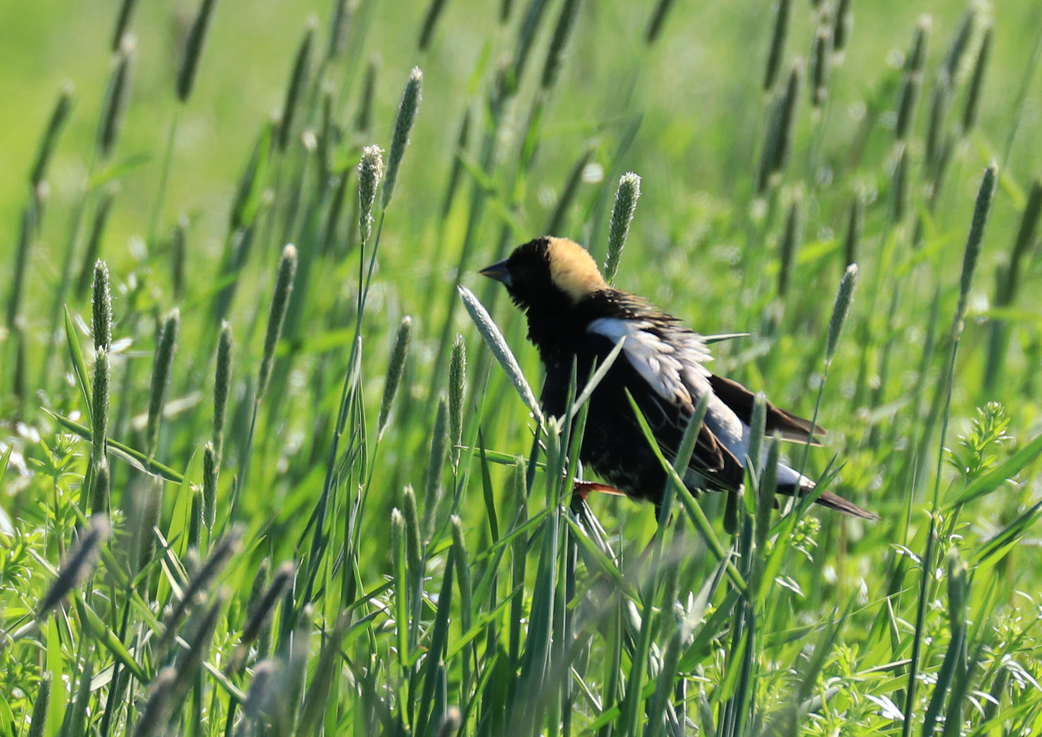 Birds and farmers struggle to share the same hayfields