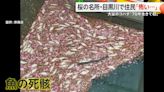 日本知名賞櫻景點現大量魚屍 居民心慌