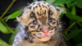 Rare Clouded Leopard Kitten Born at Oklahoma City Zoo