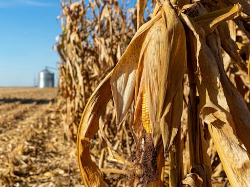 Experts sound alarm on surprisingly 'sweaty' way extreme heat is being worsened: 'It is the plants reacting to that warmer weather'