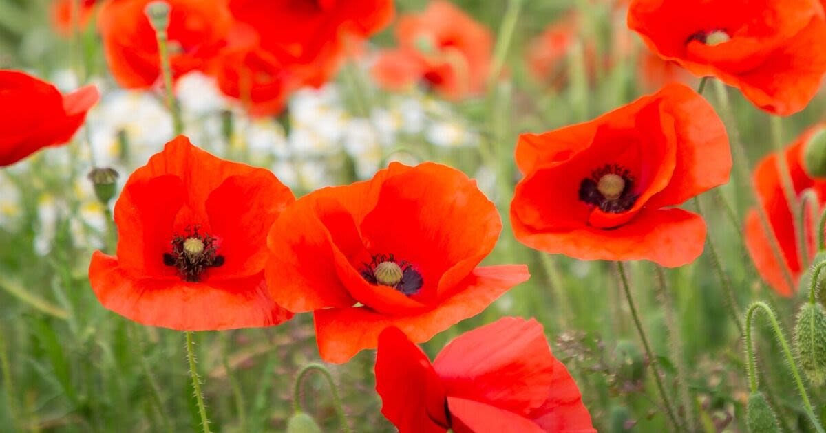 Last of Normandy heroes revisit D-Day beaches for an emotional return ahead o...