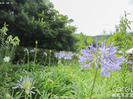 內雙溪花季尋寶登場 士東市場買菜金開賣｜卡優新聞網