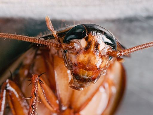 B.C. strata ordered to pay $4,588 for cockroach problem