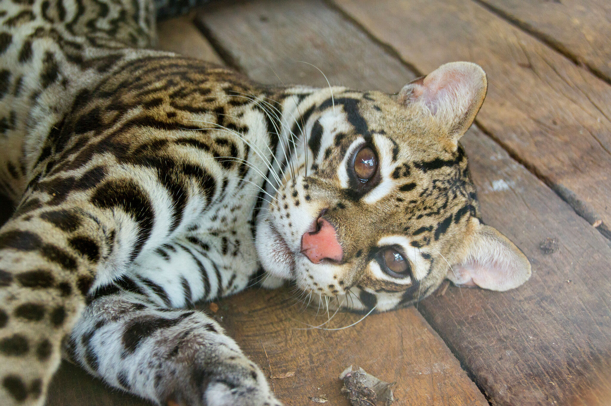 Conservation group says endangered ocelot may be expanding