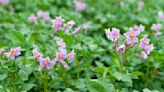 Potato Flowers Are Beautiful, But Should You Remove Them? Pros Say Most Likely