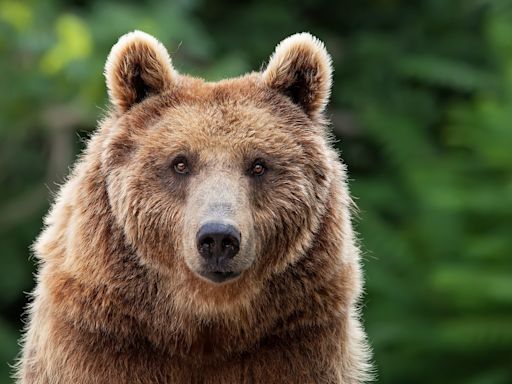 Cyclist "swung as hard as he could" and punched grizzly bear in the face – it worked