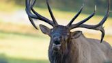 Huge, hormonal elk vents his frustration on visitor's car at National Park