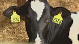 Bird flu remnants found in US dairy products; Pennsylvania farms untouched