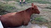 Cattle swept away in Lampasas River, found in Belton