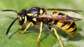 How to Identify and Get Rid of Yellow Jackets