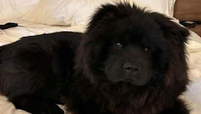 Chelsea Handler Shows Off Chow Chow 'Baby' Who Looks Like a Bear Cub