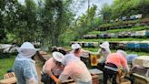 世界蜜蜂日推養蜂教育 平溪紫東社區維護生態養蜂採蜜