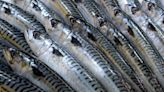 Predators take big bite out of declining Atlantic mackerel population