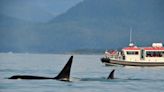 Potentially playful orcas sink sailing yacht near the Strait of Gibraltar