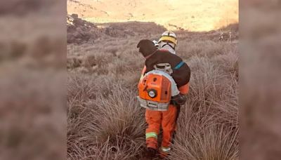 La heroica historia de dos bomberos que rescataron a un perrito atrapado entre las llamas y lo cargaron por tres horas
