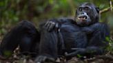 Is the Bondo Ape a Cryptid or a Specially Adapted Chimpanzee?