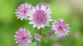 How to collect seeds from Astrantia – start them now, and fill your garden with 'free' flowers next spring