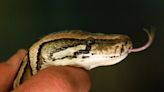 Salmonella infections across Canada linked to snakes and their rodent feed