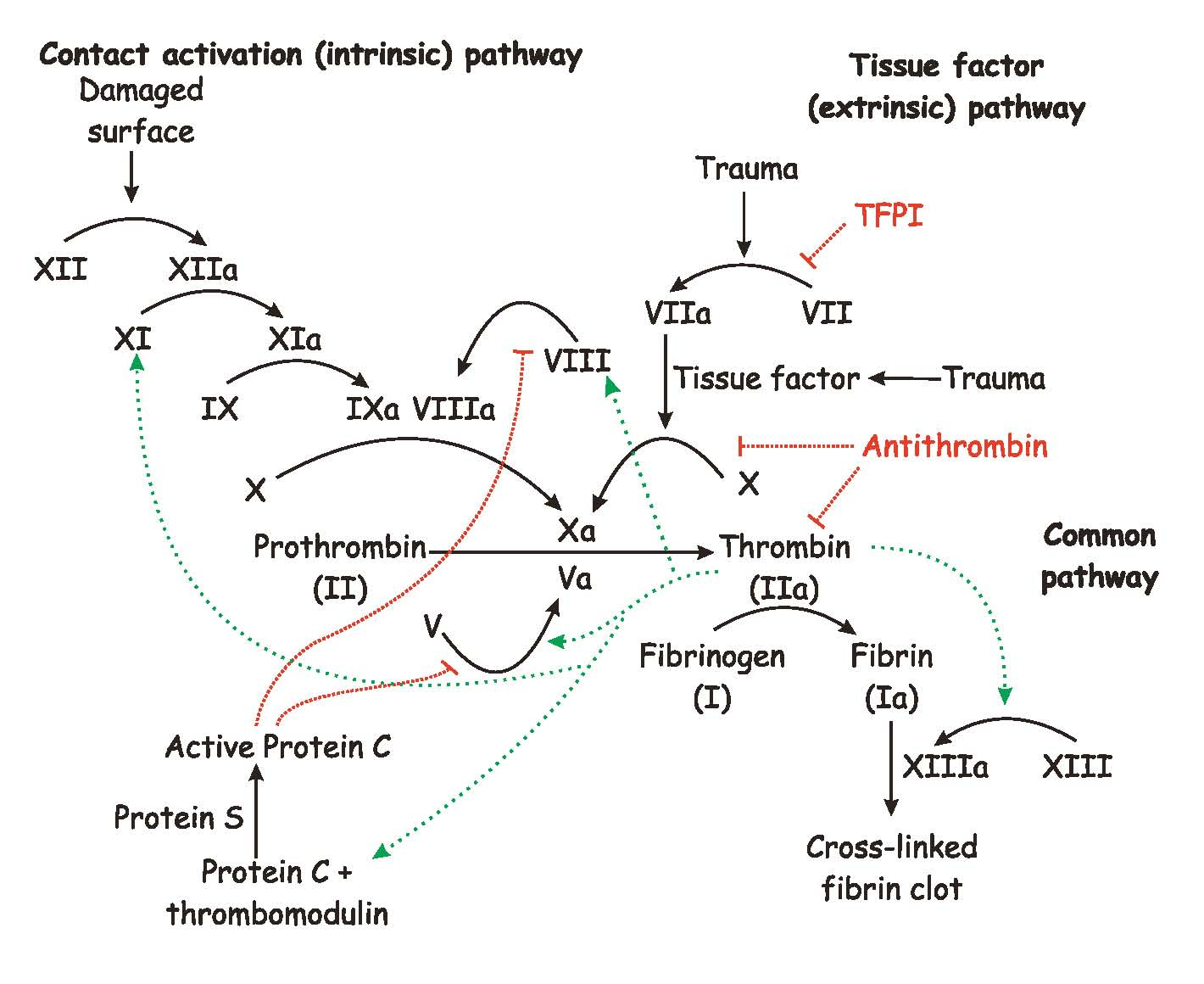 Clotting Cascade 1420×1160 Medical Laboratory Science Nursing