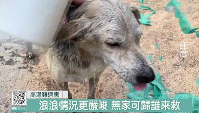 熱浪衝擊亞洲 印度動物熱到昏迷住院