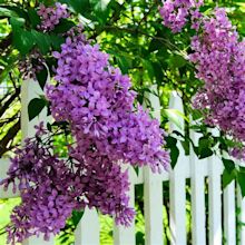 Common Purple Lilacs for Sale | BrighterBlooms.com