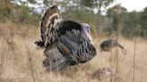 Spring turkey season opens in North Dakota